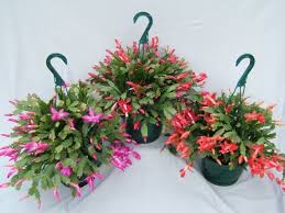 Christmas Flowers And Plants Christmas Cactus Or Zygocactus Plants Christmas Cactus Zygocactus