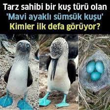 Aysever Cetinel Adli Kullanicinin Hikayeleri Ve Gercekler Panosundaki Pin En Komik Fotograflar Hayvanlar Bilim Doga