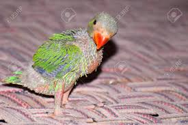 Amazon.com has been visited by 1m+ users in the past month Cute Indian Ring Neck Baby Parrot On The The Bed Stock Photo Picture And Royalty Free Image Image 153187038