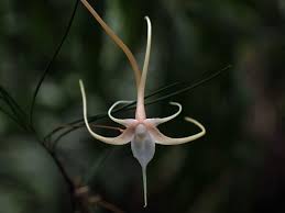 Image result for Angraecum sacciferum