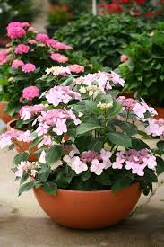 Let's dance with the dreams, wishes, problems and great problem solutions of more than 80 amateur dancers in amsterdam, the netherlands. Let S Dance Diva Is A Petite Hydrangea That Will Grow No Taller Than 3 Feet And Blooms On New And Old Container Flowers Flower Pot Design Container Gardening