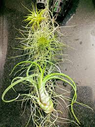 Image result for Pterodiscus aurantiacus