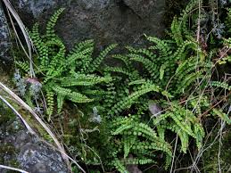 Image result for Asplenium markusbeckeri