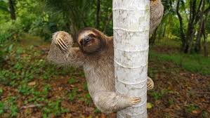 Not, not for you, for the sloths, sorry. Why Pooping Can Be A Life Threatening Experience For A Sloth Mental Floss