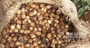 We did not find results for: Petani Nangerang Sukabumi Semringah Panen Raya Kacang Tanah