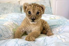 Just A Baby Lion Nbd Simbuh Cute Baby Animals Baby Animals Cute Animals