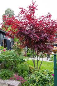 We did not find results for: Acer Palmatum Atropurpureum Japanese Maple 106630 Flowermedia Japanese Maple Tree Landscape Maple Tree Landscape Japanese Maple Garden