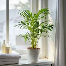 Image result for Dypsis lutescens