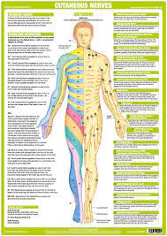 These vectors are that of friction, gravity, normal force, air resistance, and engine driving force. Anatomy Posters Human Body Nervous System Charts Nerve Anatomy Nervous System Anatomy Human Nervous System