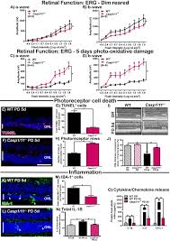 Collaborations extend beyond anu medical and health sciences, . Caspase 1 Dependent Inflammasomes Mediate Photoreceptor Cell Death In Photo Oxidative Damage Induced Retinal Degeneration Scientific Reports