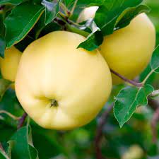 We did not find results for: Apple Yellow Transparent Malus Pumila My Garden Life