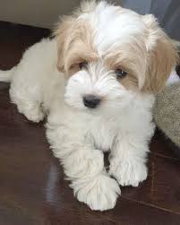 › maltipoos for sale in phoenix. Maltipoo Puppies For Sale Near Me Craigslist Online Shopping