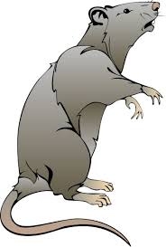 Cartoon Rat Drawings Rat Clip Art Cartoon Rat Rats Clip Art