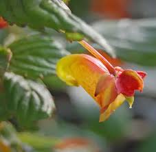 Image result for Impatiens gomphophylla