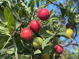 Image result for Diospyros lycioides