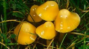 It'll probably kill me but it looks like those mushrooms in willy wonka's factory. Bbc Earth The Whimsical World Of Waxcaps