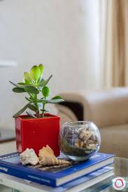 Succulents are one of the easiest plants to care for, but before you get started, you'll want to learn the basics. How Not To Kill Your Succulents