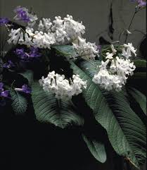 Image result for Streptocarpus kamerunensis