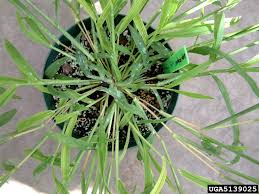 Image result for Digitaria brazzae