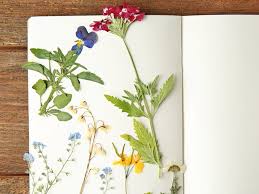 Framed pressed botanicals can look as minimalist or maximalist as you like, and they're super easy, and cheap, to put together. How To Press Flowers Saga