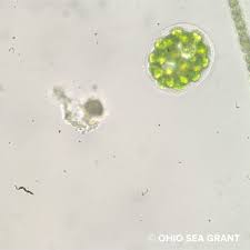 Image result for Eureiandra sp. A