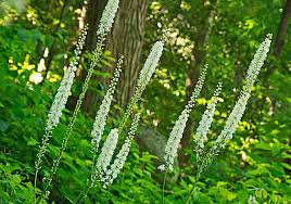 How to take black cohosh. The Facts On Black Cohosh And Menopause Lisa Health Blog