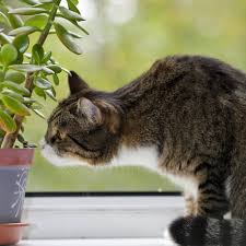 Unsere liste mit giftigen pflanzen für katzen erhebt keinen anspruch auf vollständigkeit. Die 5 Giftigsten Zimmerpflanzen Fur Katzen Giftige Zimmerpflanzen Fur Katzen Haustiere Katzen