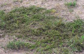 Image result for Nicolasia stenoptera