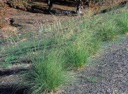 Image result for Eragrostis volkensii