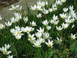 Image result for Zephyranthes candida