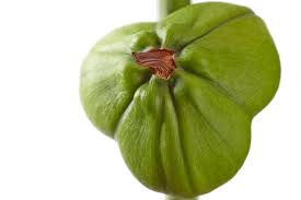 Amaryllis Vermehren So Gelingt S Ritterstern