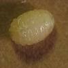 The sugar in the yeast is not the primary attractive part of what makes yeast such an effective lure. 1