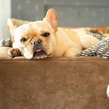 I currently have for sale 3 of 7 french bulldog puppies. French Bulldog Pdsa