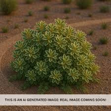 Image result for Pittosporum