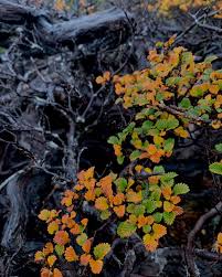 Image result for Fagopyrum snowdenii