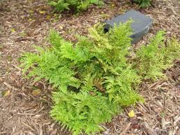 Image result for Pteris dentata