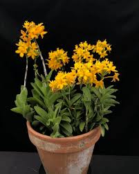 Image result for Epidendrum