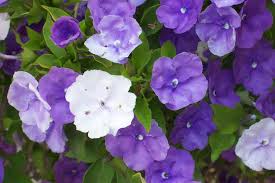 Image result for Brunfelsia pauciflora