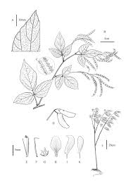 Image result for Pseudarthria