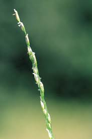 Image result for Digitaria pseudodiagonalis