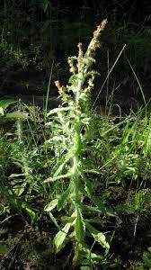 Image result for Gnaphalium