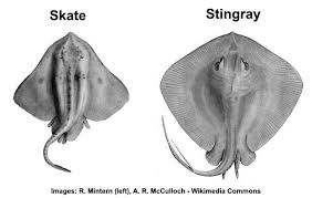 Did steve irwin die because of a manta ray? no, he didn't. Types Of Stingrays Varieties Of Rays With Skate Facts Pictures