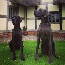 Black And Blue Great Dane Royal Animals Great Dane Funny Great Dane