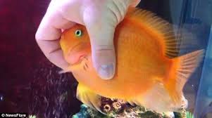 These fish are territorial hence one thing you need to make sure there should be enough spaces to hide from each other.i mean provide hiding sp. Pin On Parrot Fish