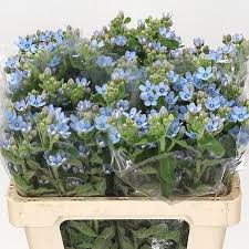 Image result for Oxypetalum