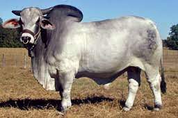 Why do brahman cattle have a hump? Breeds Brahman The Cattle Site