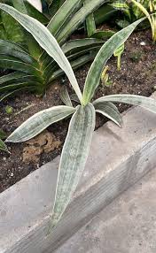 Image result for Sansevieria metallica