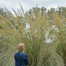 Image result for Sporobolus consimilis