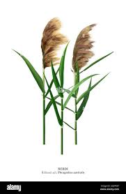 Image result for Phragmites australis