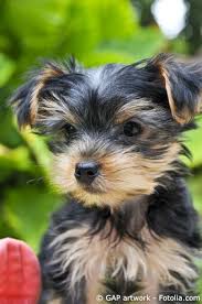 We did not find results for: Yorkshire Terrier Hunde Info De